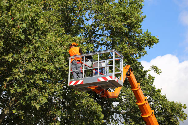 Best Tree Health Inspection  in Sconsin Dells, WI